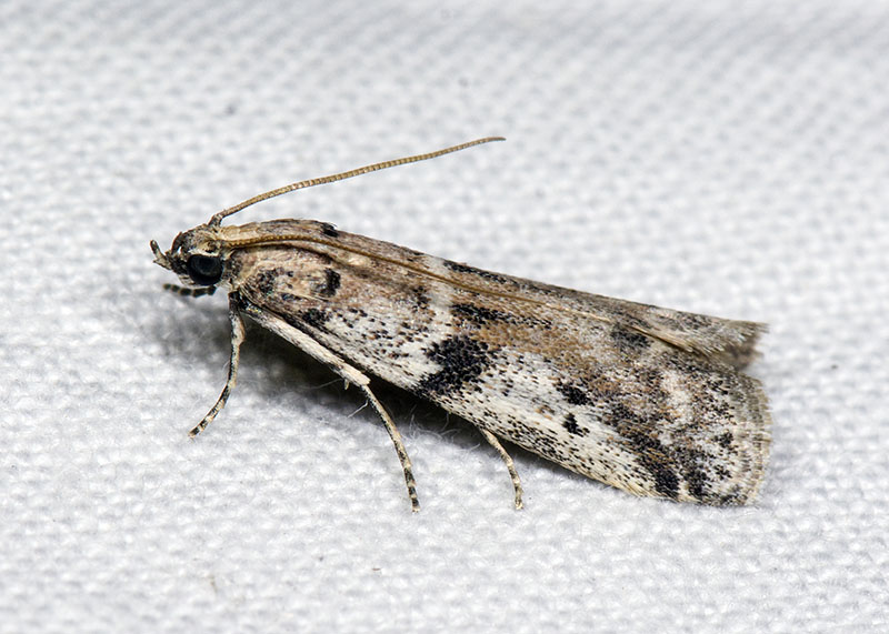 Pyralidae: Ephestia welseriella ? S